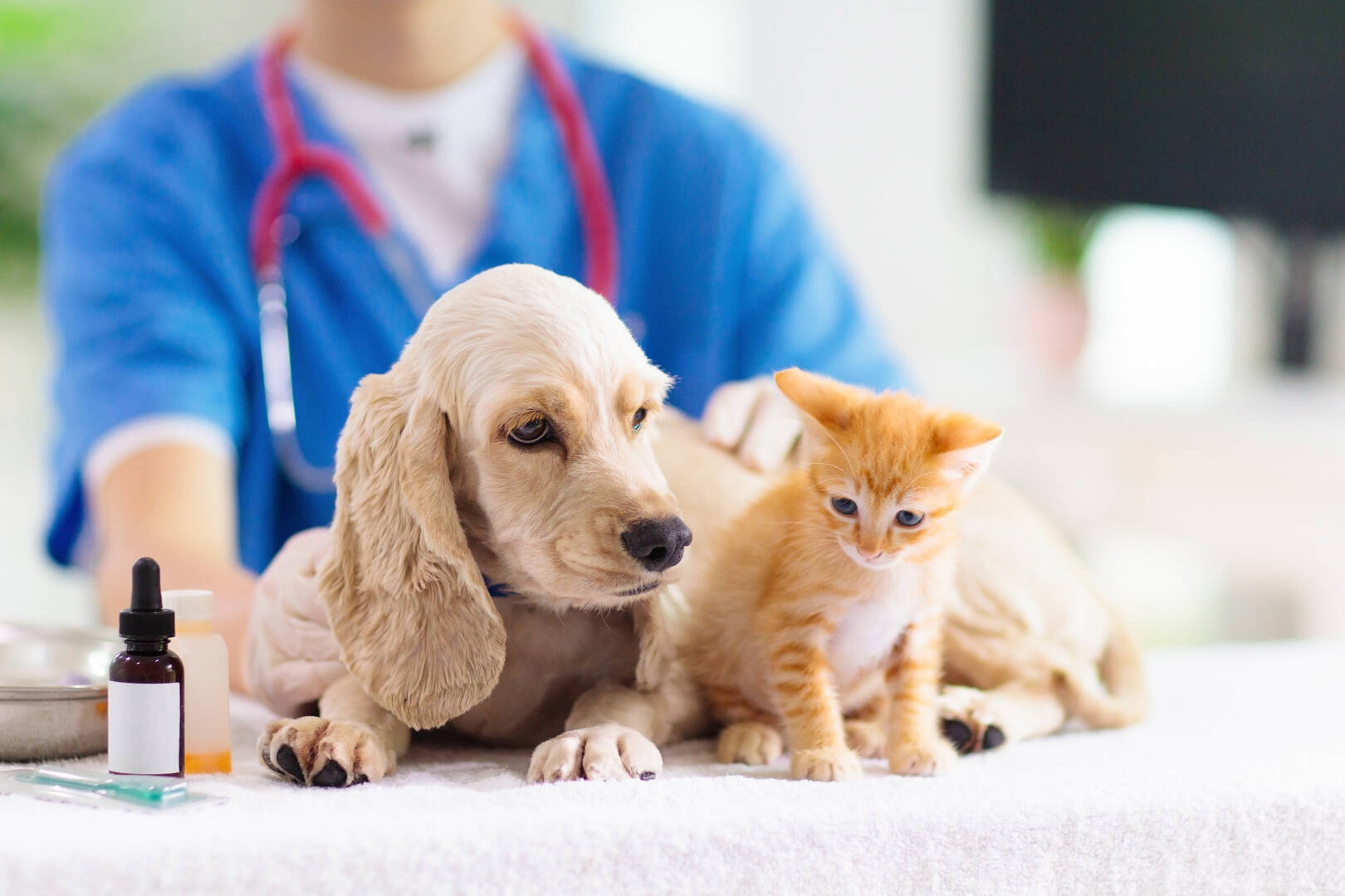 Trail-Side Tails Pet Care Boise logo