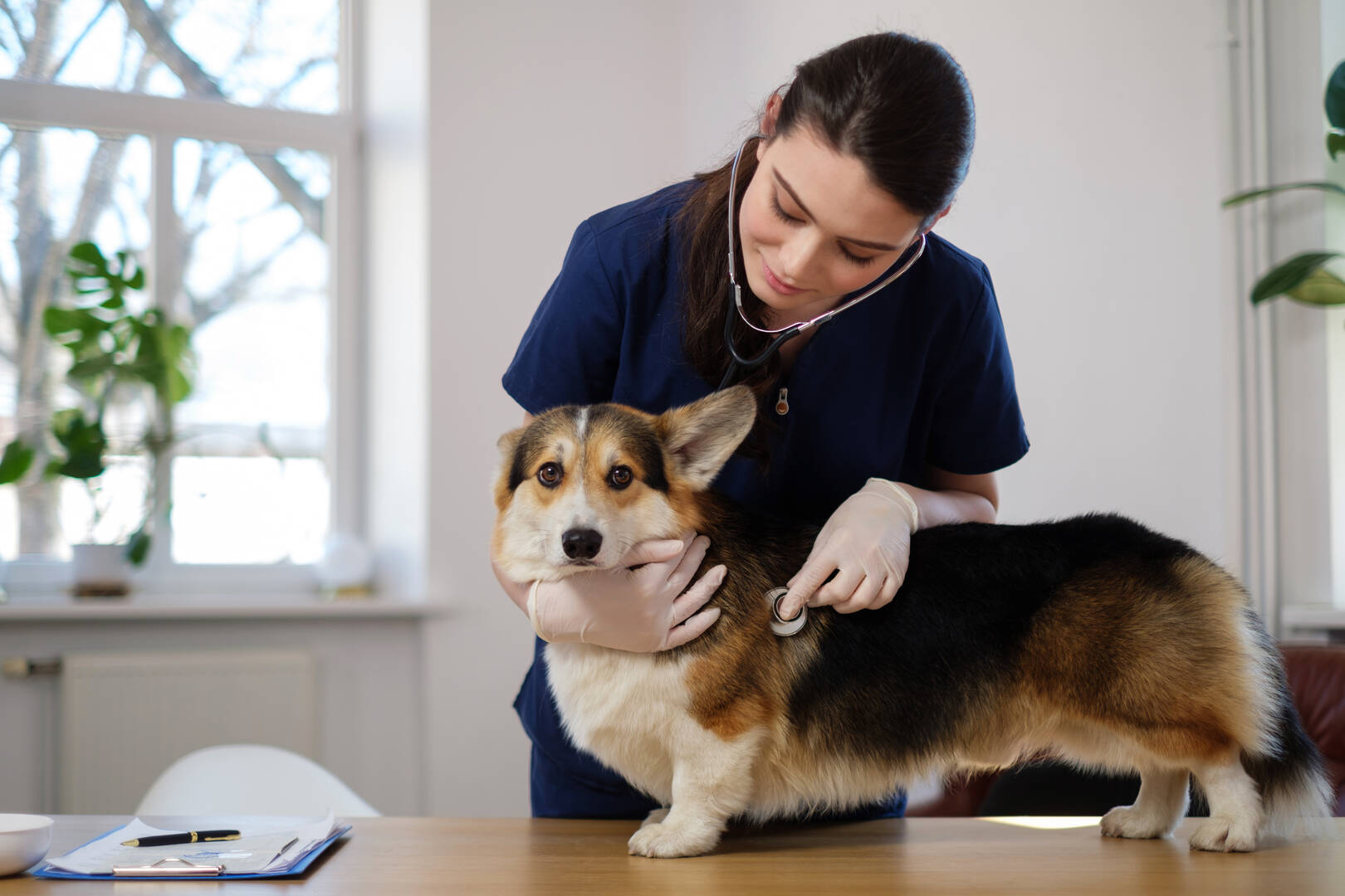 Veterinary Specialty & Emergency Care South - Open 24 Hours logo