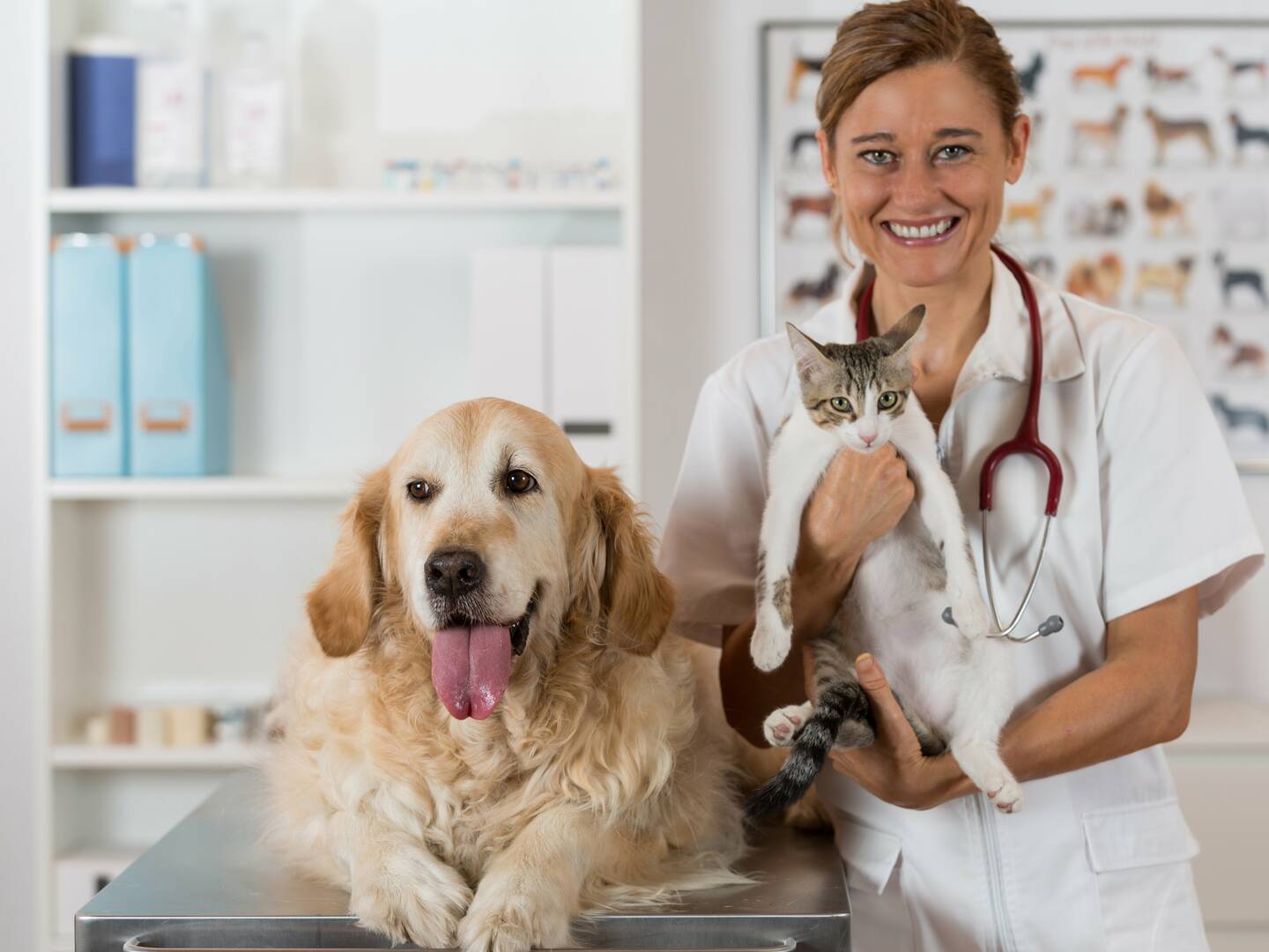 Pooch Perks logo